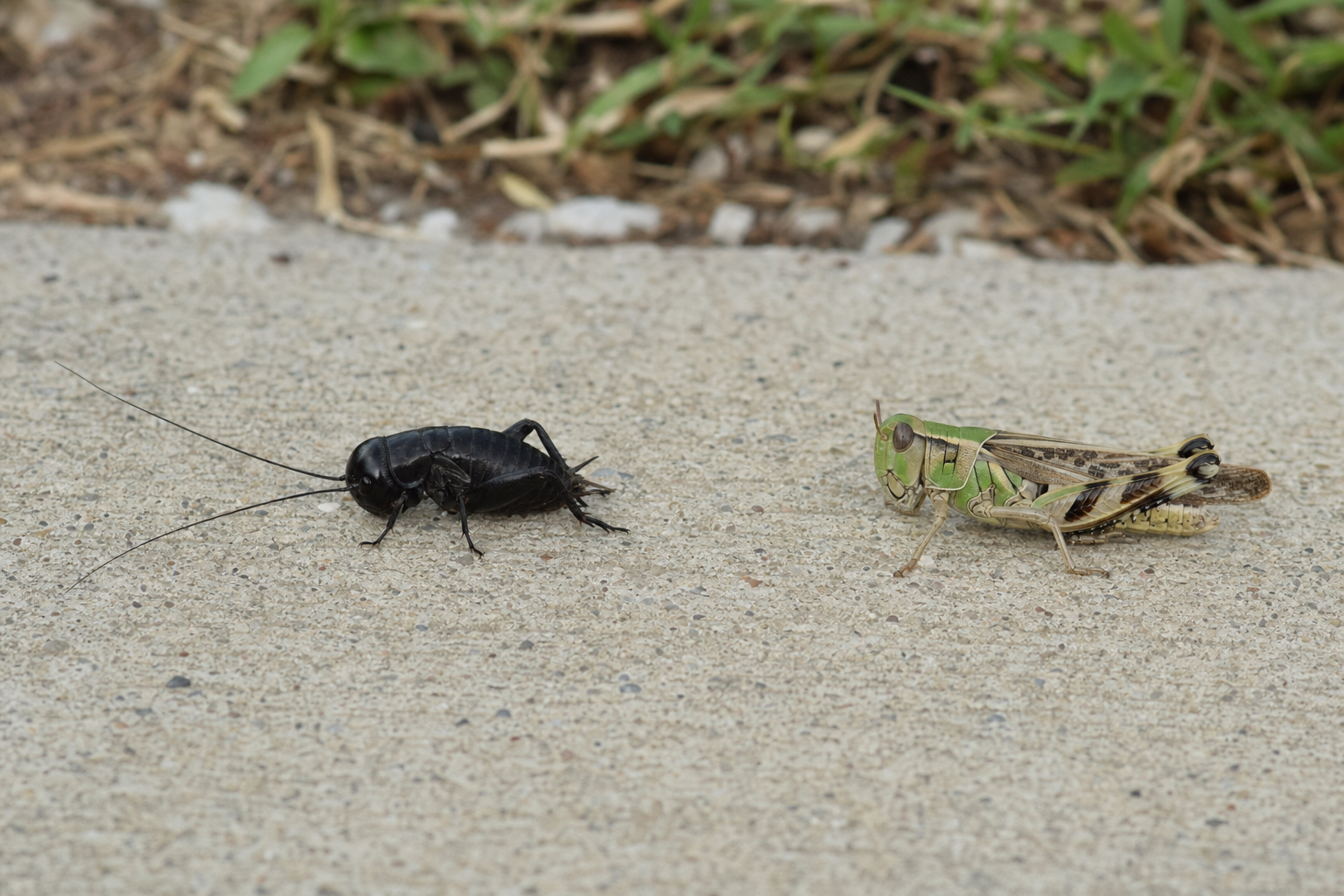 Black field cricket beside a green grasshopper, showing the long thin cricket antennae against the short thick grasshopper antennae