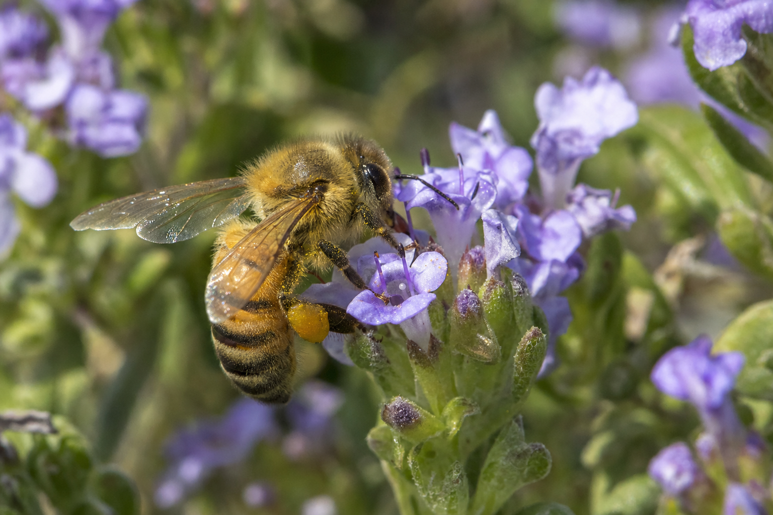 Honey bee working purple wildflowers with pollen packed on its hind leg, showing the furry banded body that separates a bee from a wasp