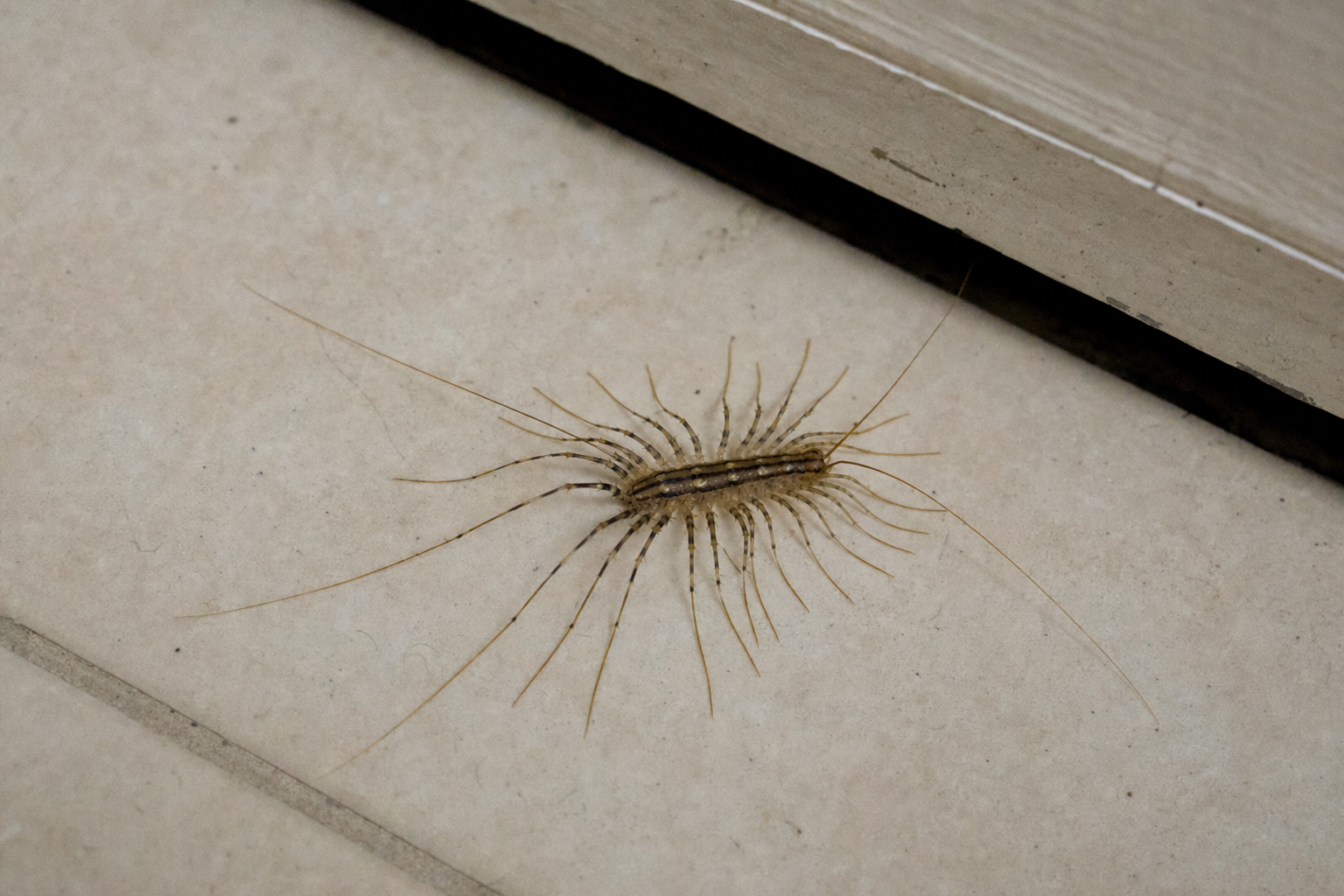 House centipede on tile beside a baseboard gap, showing the flat striped body and 15 pairs of long banded legs