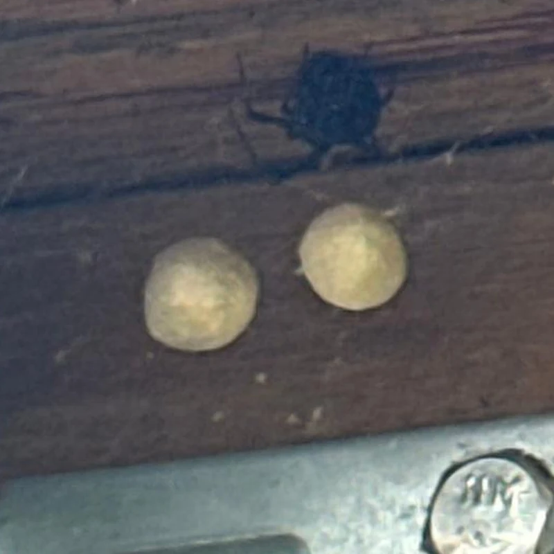 Potter wasp mud pots on a wooden beam