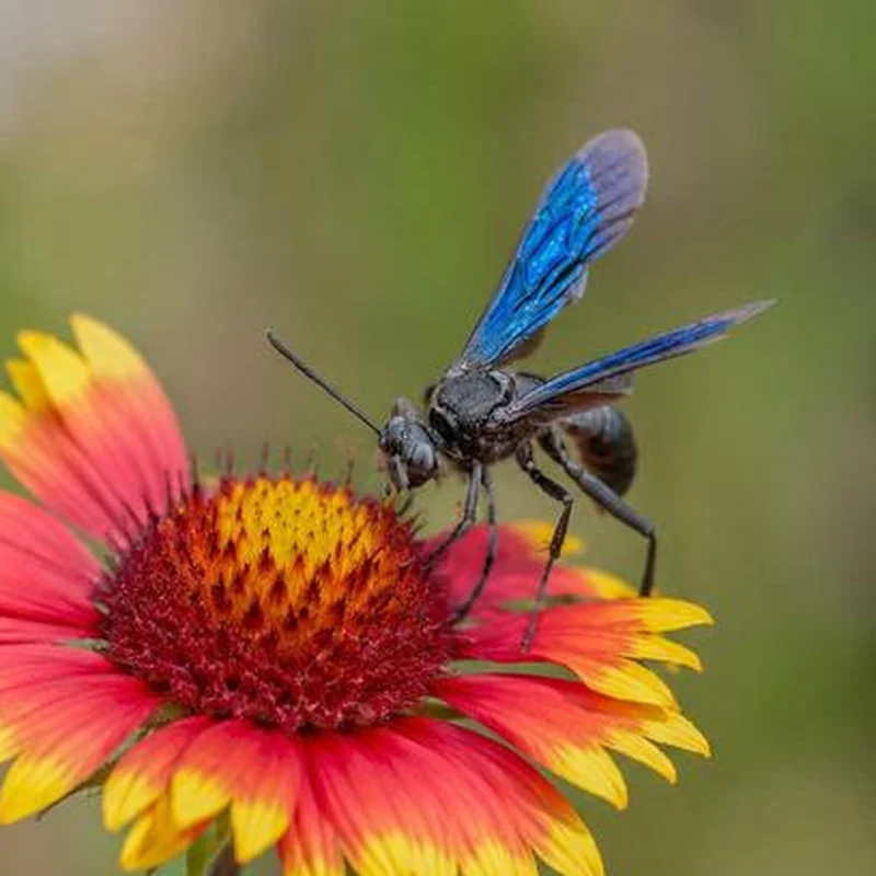 A steel-blue cricket hunter, a metallic blue-black wasp