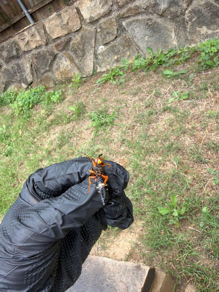 Technician's gloved hand holds a large cicada killer wasp carrying a paralyzed cicada in a residential backyard near a stone wall in McKinney, Texas.