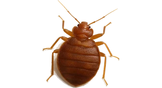 Pest Control Fairview, TX 28