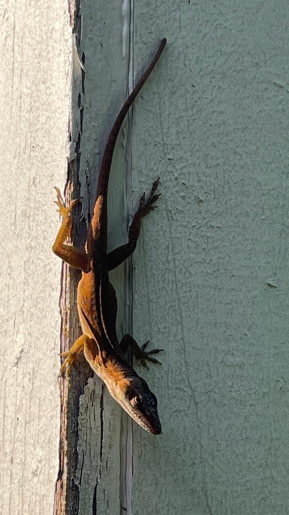 A small lizard clings to textured exterior siding at a home in Trinity Falls, McKinney, Texas during a spring pest inspection.
