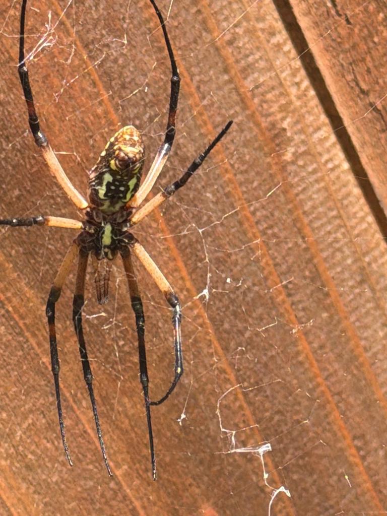 Large orb-weaver spider resting at the center of its web on a wooden backyard fence during a pest inspection in Melissa, Texas.