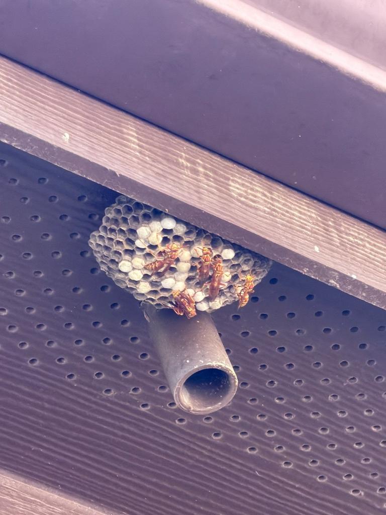 An active paper wasp nest attached beneath a home's exterior soffit with adult wasps guarding brood cells in McKinney, Texas.
