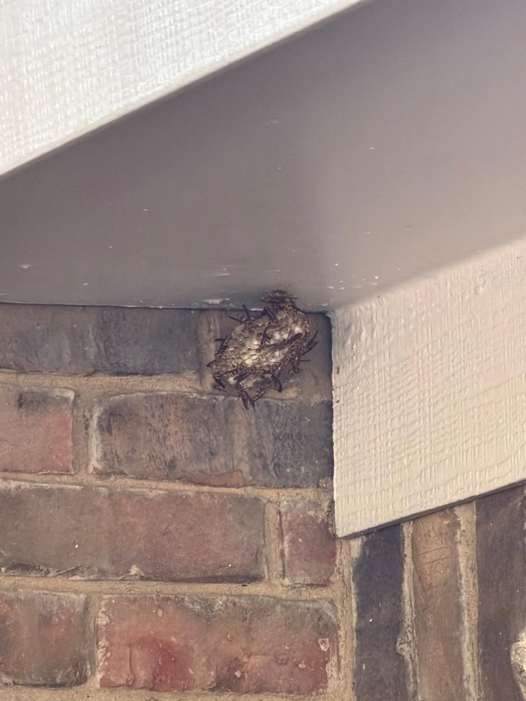 Active paper wasp nest with multiple adults clustered under a soffit corner on a brick exterior in Craig Ranch, McKinney, Texas.