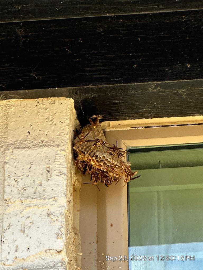 Pest Control Little Elm, TX 53 Paper wasp colony guarding an open comb nest under a soffit at a residential window in Little Elm, Texas during late September.