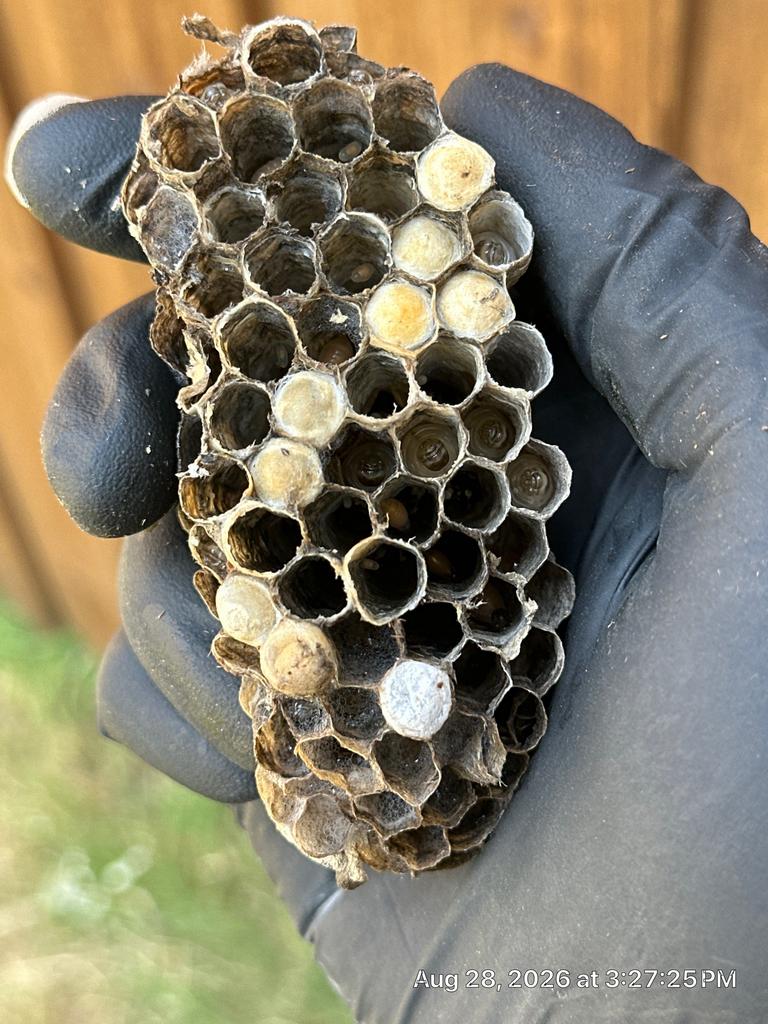 Gloved technician holds a removed paper wasp brood comb with capped cells after exterior nest treatment near a wooden fence in McKinney, Texas.