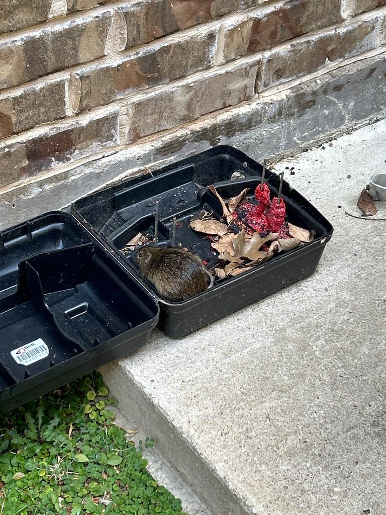Rat feeding inside an exterior bait station along a brick foundation in McKinney TX