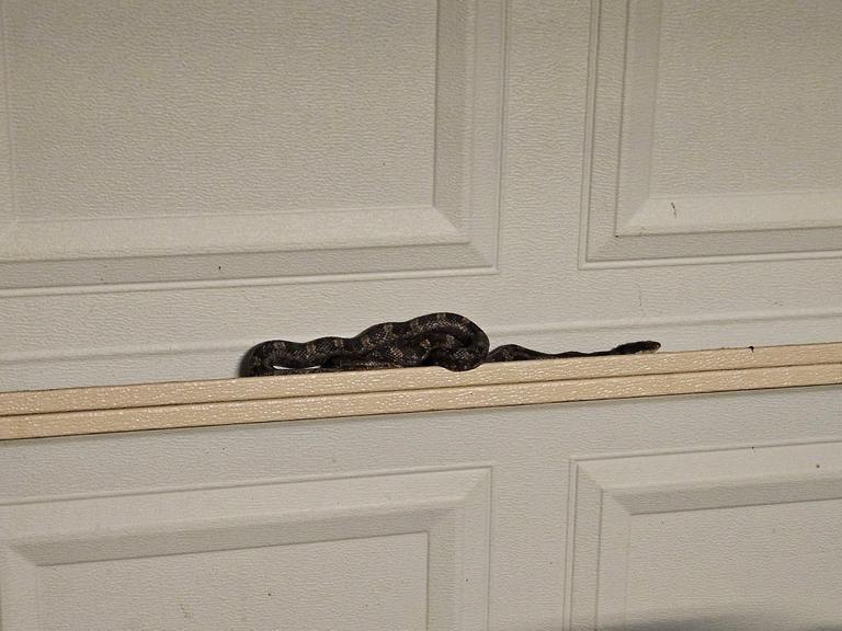 A coiled snake resting along the panel trim of a residential garage door during a pest control inspection in McKinney, Texas.