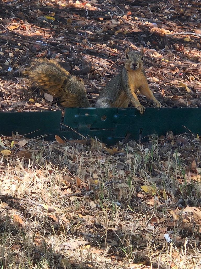A squirrel is perched on landscape edging beside a mulched bed and dry grass, indicating active wildlife presence near a home's yard in McKinney, Texas.