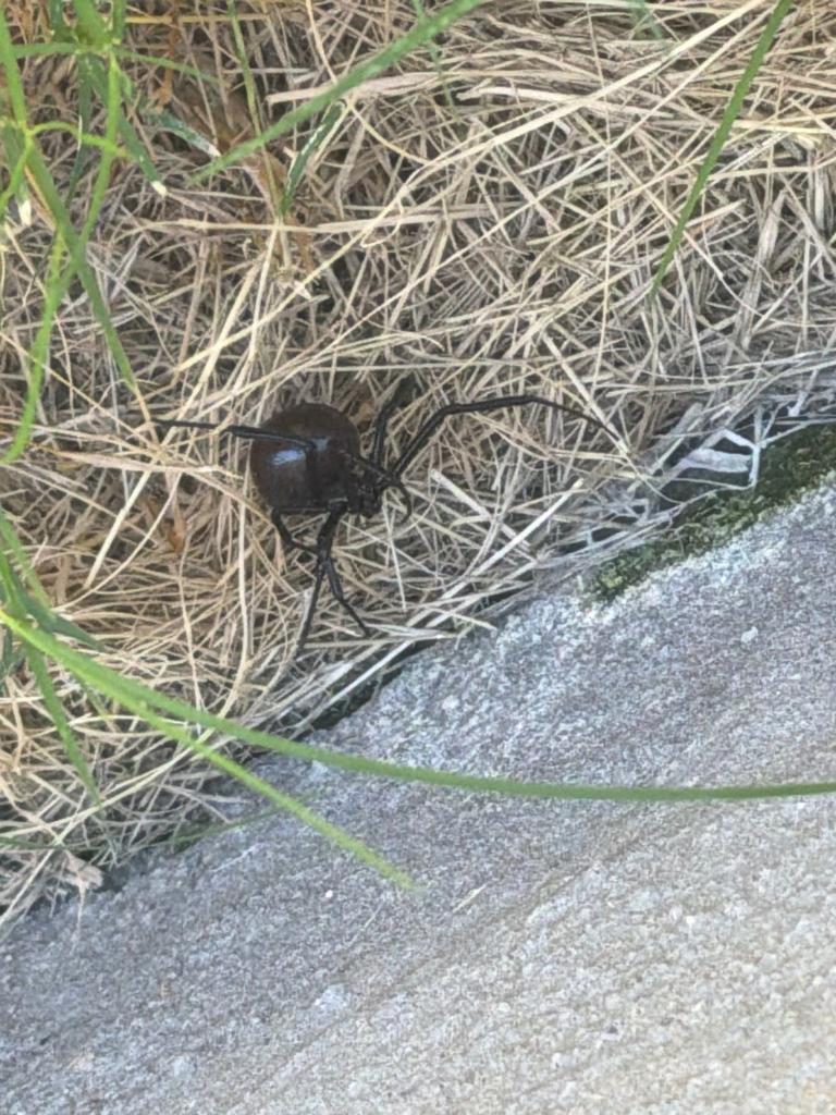 Glossy dark widow spider on dry grass beside a concrete foundation during a residential pest inspection in McKinney, Texas.