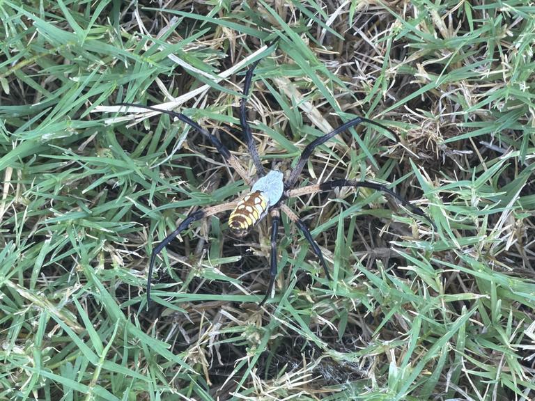 A live yellow garden spider rests in short lawn grass during a residential pest inspection in Trinity Falls, McKinney, Texas.