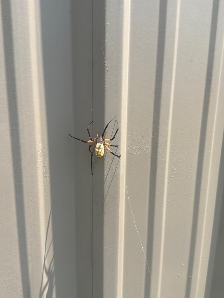 A yellow garden spider resting on its web anchored to a corrugated metal exterior wall during a summer inspection in McKinney, Texas.
