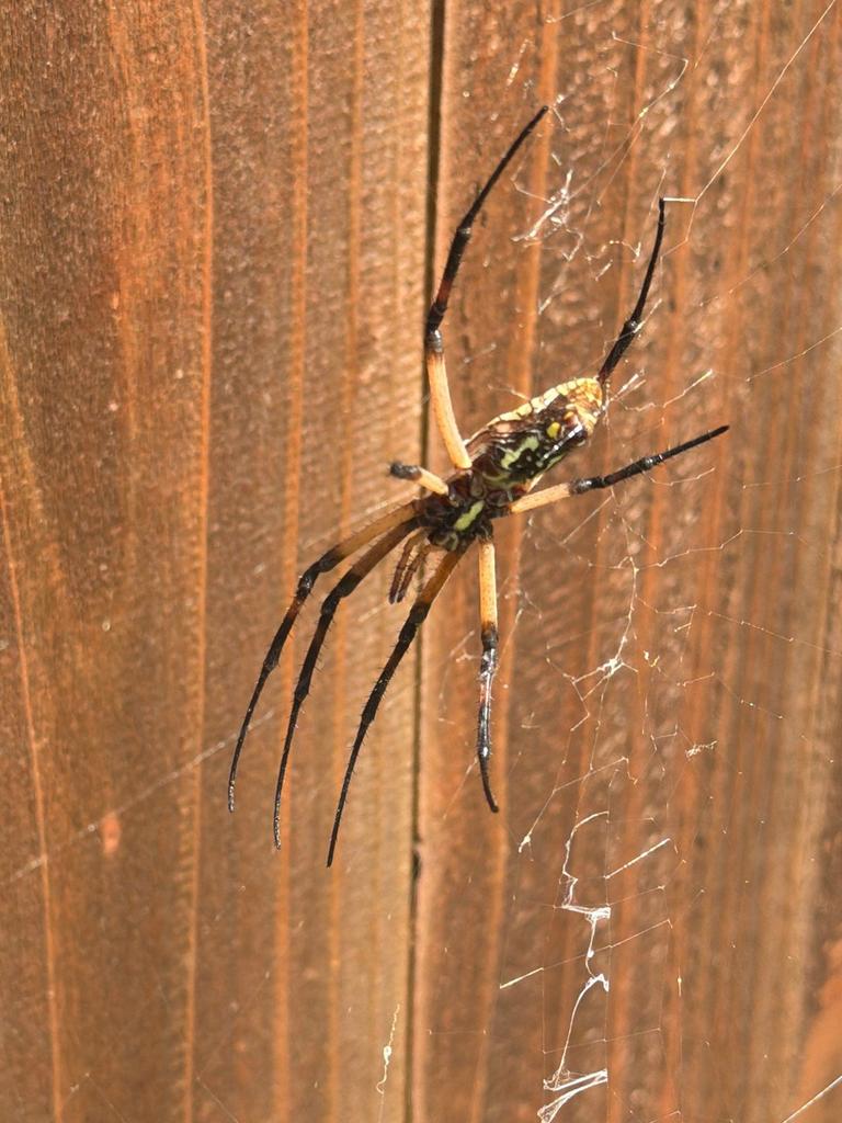 A yellow garden spider resting on its orb web along a wooden backyard fence in Trinity Falls, McKinney, Texas during early September.