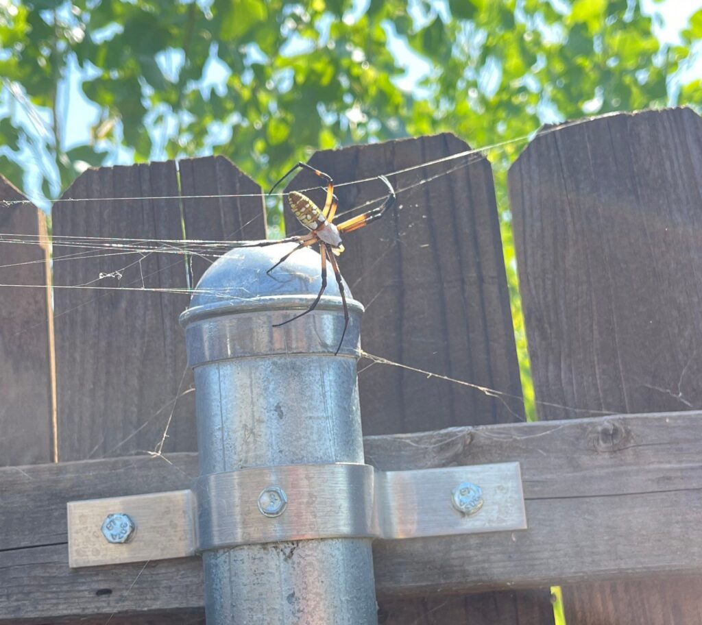 Yellow Garden Spider on a Fence Post in Princeton 3 A yellow and black garden spider on top of a metal fence post with its web strung across a wooden privacy fence, green leaves and bright sky in the background.