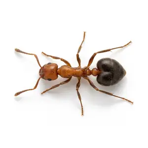 An acrobat ant with a heart-shaped abdomen