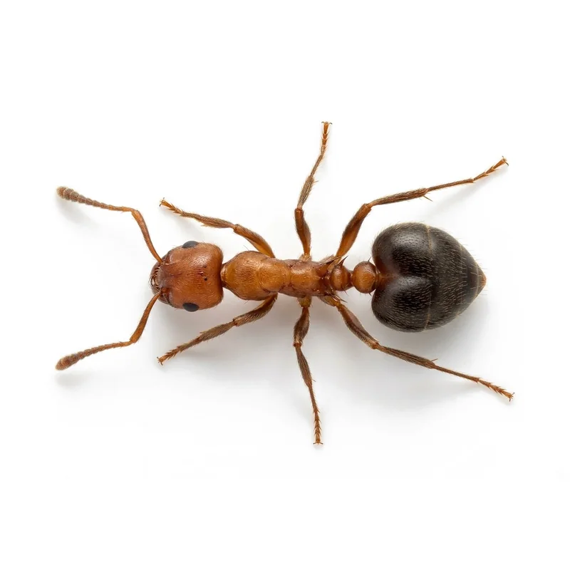 An acrobat ant worker seen from above, showing its two-lobed, heart-shaped abdomen