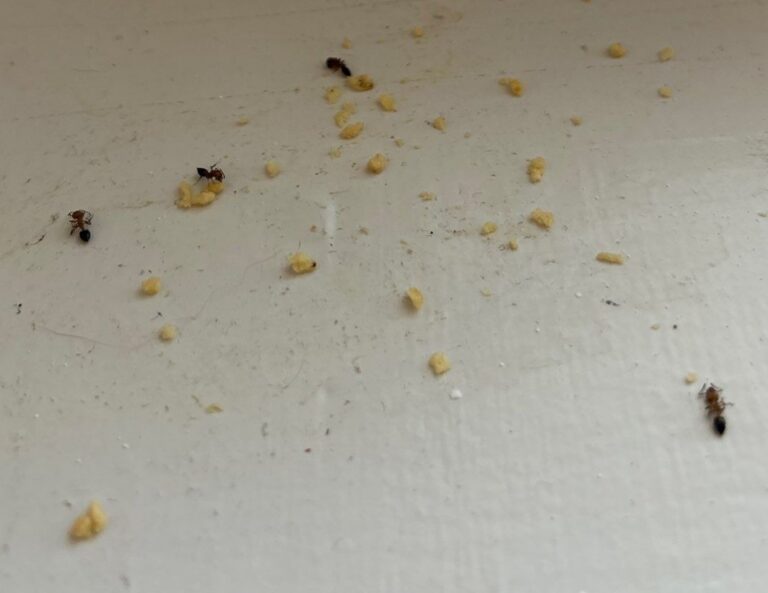 Several small acrobat ants with reddish brown bodies and dark abdomens feeding on yellow crumbs scattered across a white window sill below a window frame and screen.
