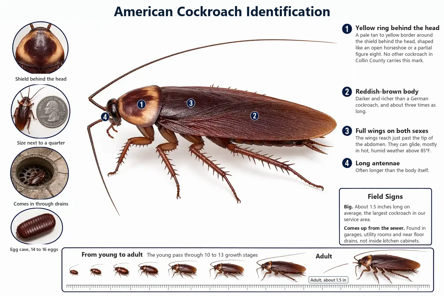 Labeled photo of an American cockroach pointing out the yellow ring behind the head, the wings and its size