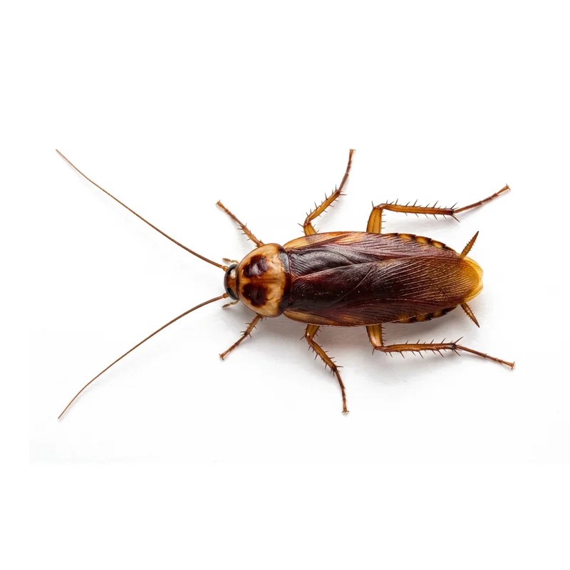 American cockroach close-up showing a reddish-brown body and the yellow band behind the head