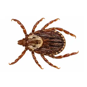 American dog tick identification