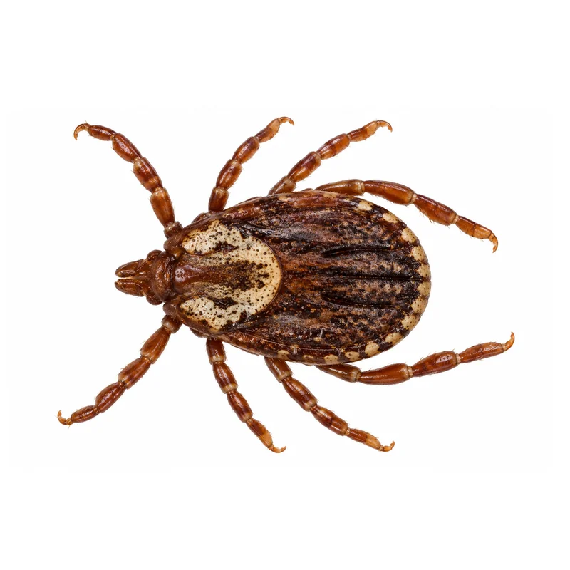 An adult American dog tick seen from above, showing its brown body and the creamy gray marbled shield behind its head