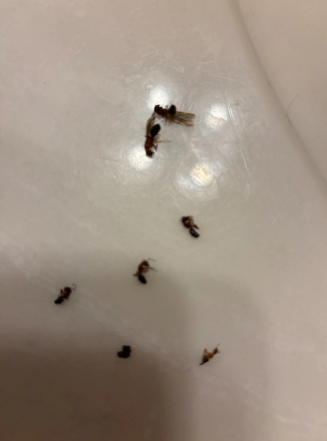 Winged ants collected in a kitchen sink during a Pest Me Off job in McKinney TX, July 2025