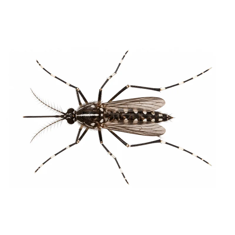 A whole Asian tiger mosquito side-on, showing its shiny black body, the white stripe down its back and white bands on its legs