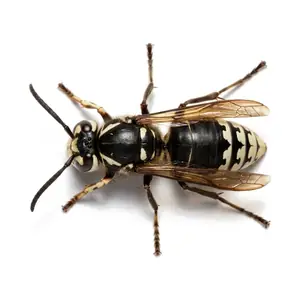 Bald-Faced Hornet