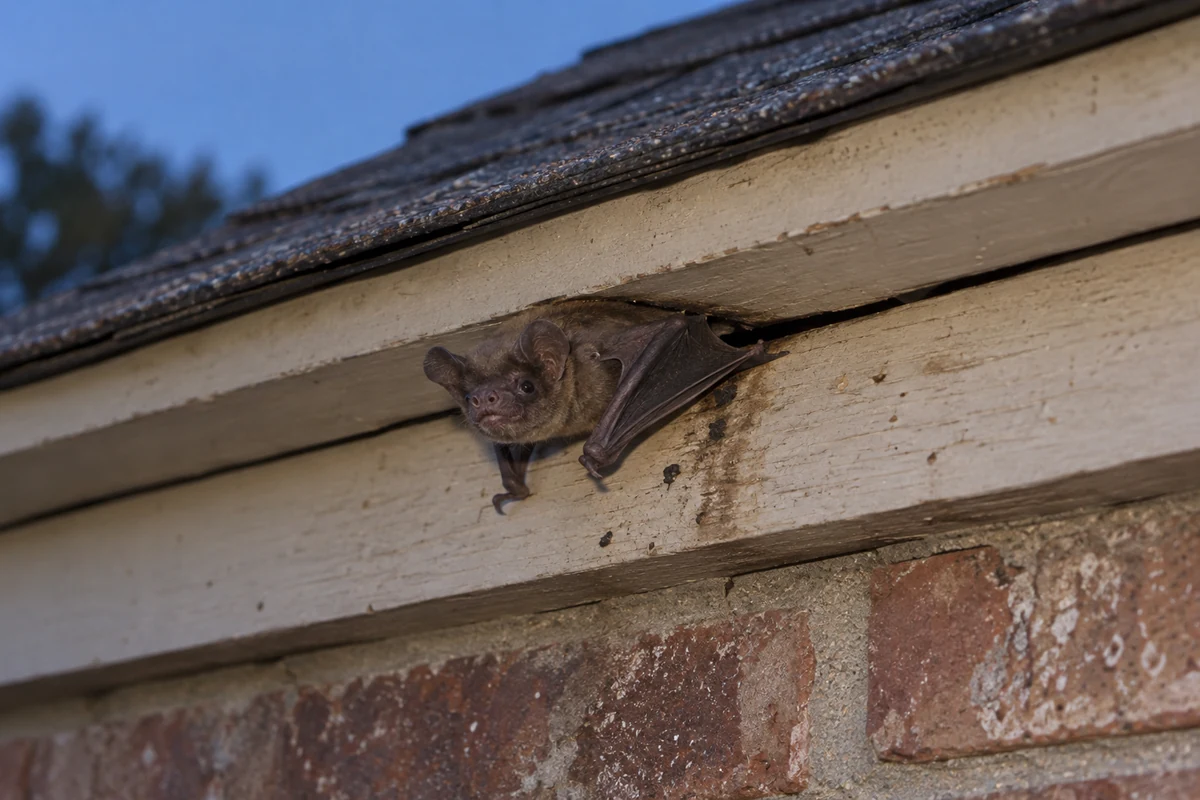 Mexican Free-tailed Bat crawling out of a gap under a roof eave at dusk in Collin County, showing its broad ears and dark wings
