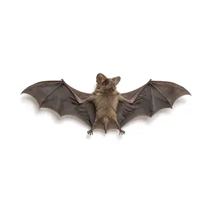 bat identification