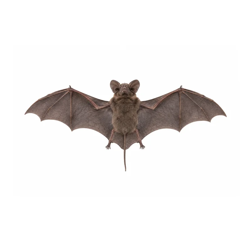 Photo of a Mexican free-tailed bat