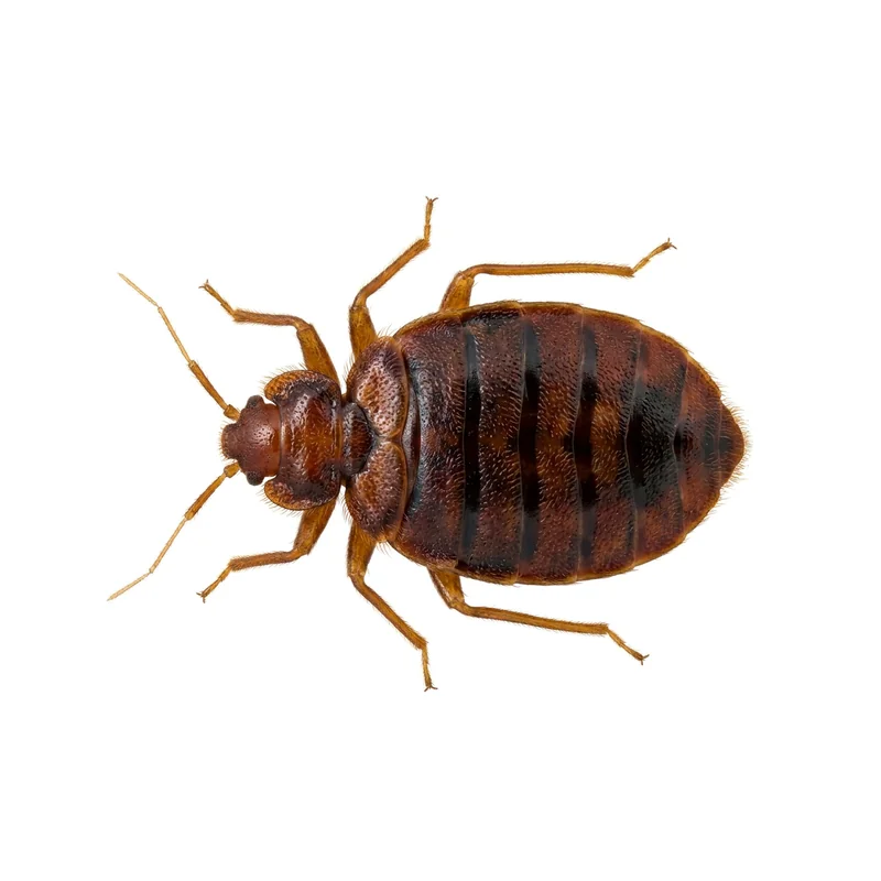 Photo of a bed bug