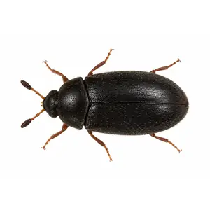 black carpet beetle identification