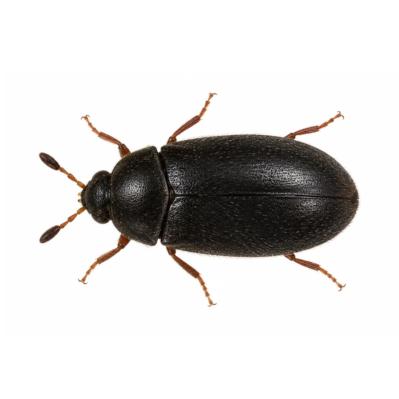 Photo of a black carpet beetle