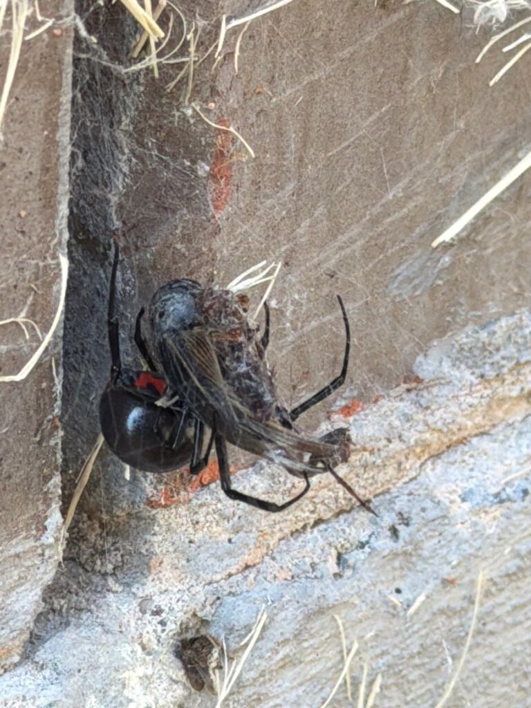 Close up of a black widow spider with a red hourglass marking wrapping a captured grasshopper in web along a home's concrete foundation in Princeton, TX.