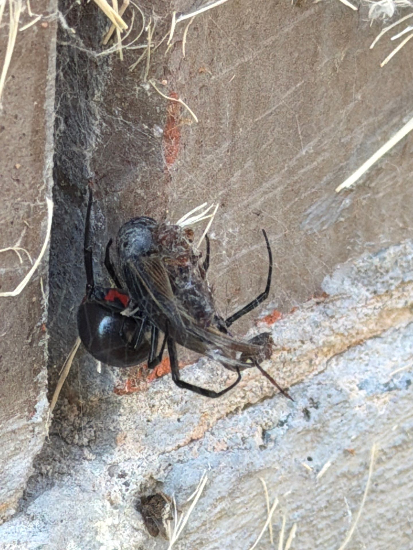 Close up of a black widow spider with a red hourglass marking wrapping a captured grasshopper in web along a home's concrete foundation in Princeton, TX.