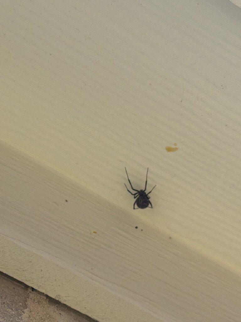 A dark, shiny black widow spider crawling on a pale yellow exterior soffit and siding of a house in Farmersville, Texas.