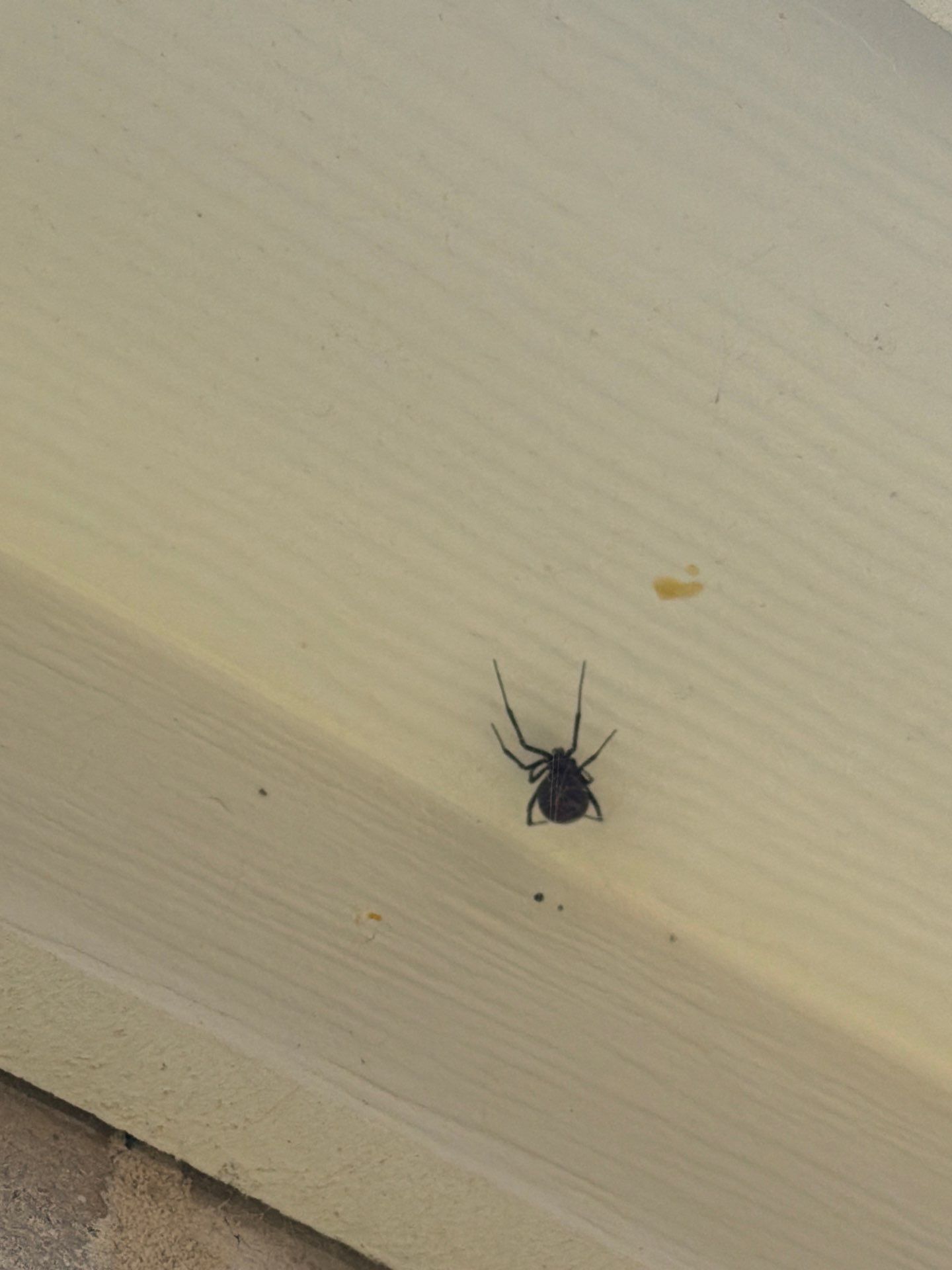 A dark, shiny black widow spider crawling on a pale yellow exterior soffit and siding of a house in Farmersville, Texas.