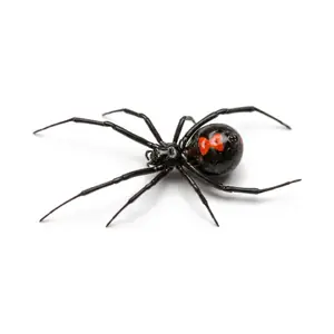Black Widow