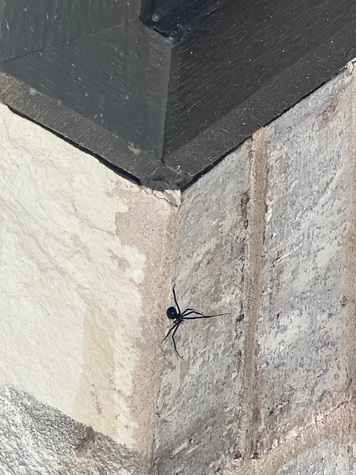 A black widow spider on the brick wall of a McKinney TX home, found during a Pest Me Off inspection