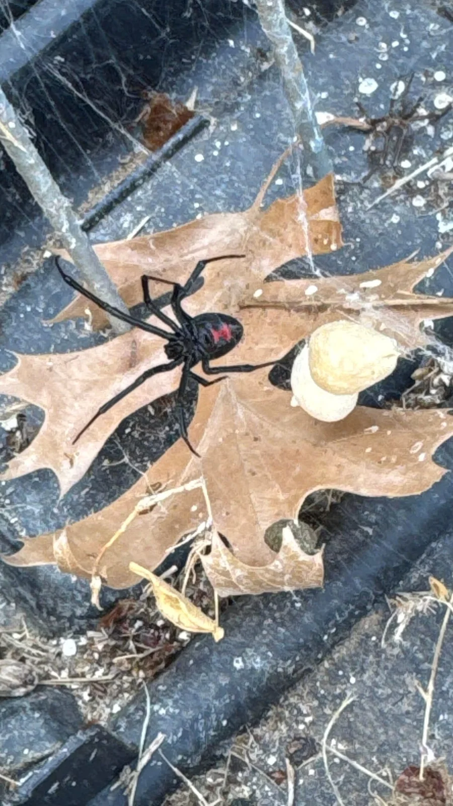 Spiders 16 Black widow spider found under leaf debris by a foundation during a Pest Me Off job in Frisco TX, October 2025