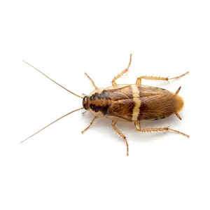 A brown-banded cockroach