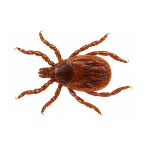 brown dog tick identification