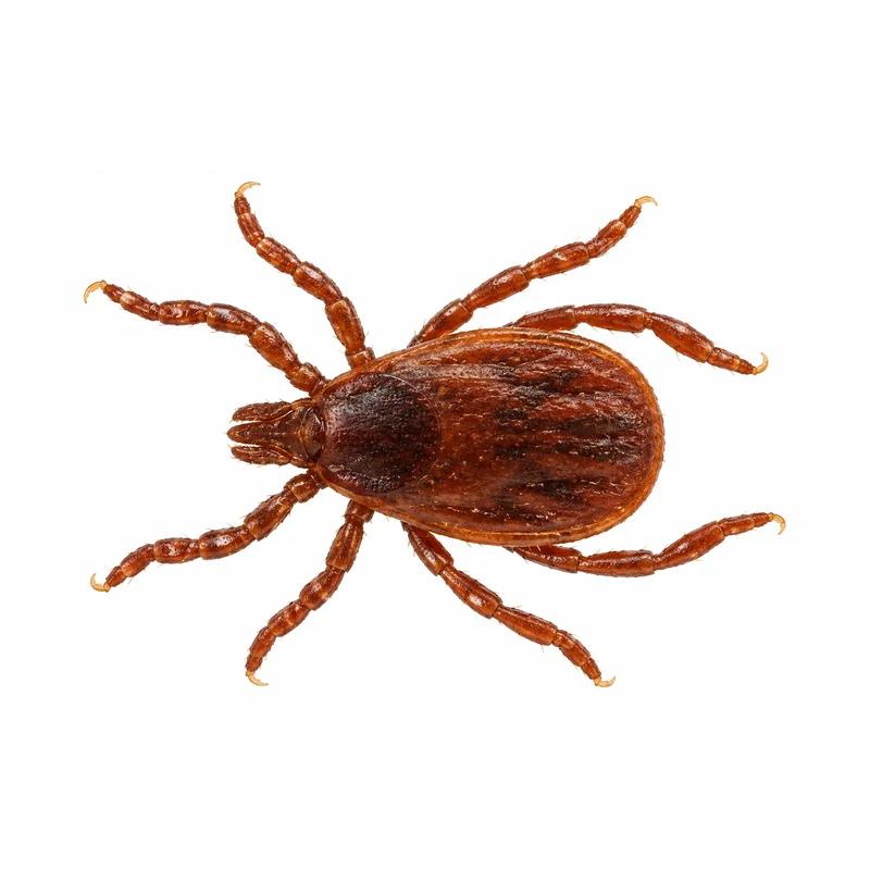 Dog Flea 6 Photo of a brown dog tick