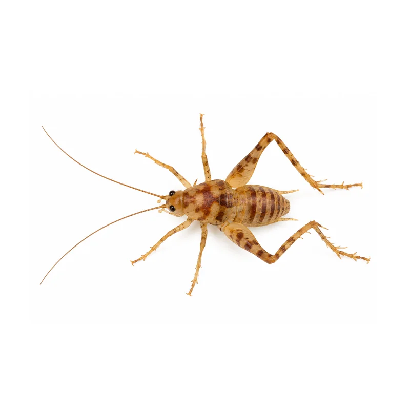 A camel cricket seen from the side, showing its humped brown back, very long antennae and long folded hind legs