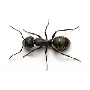 A large black carpenter ant