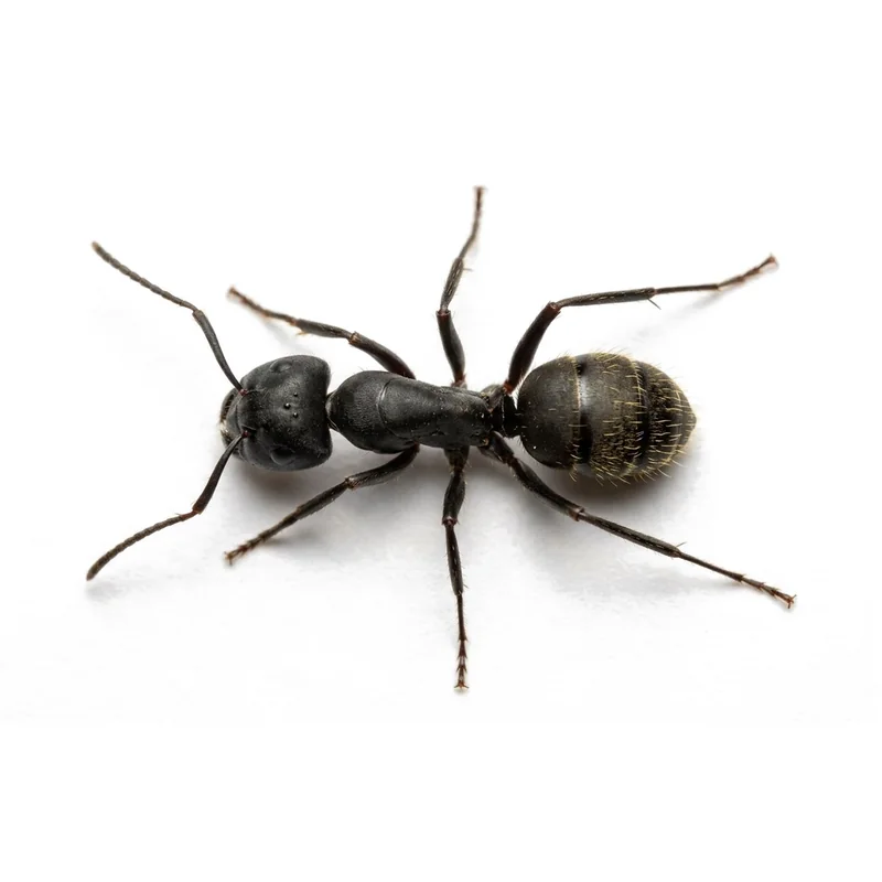 A large black carpenter ant seen close up